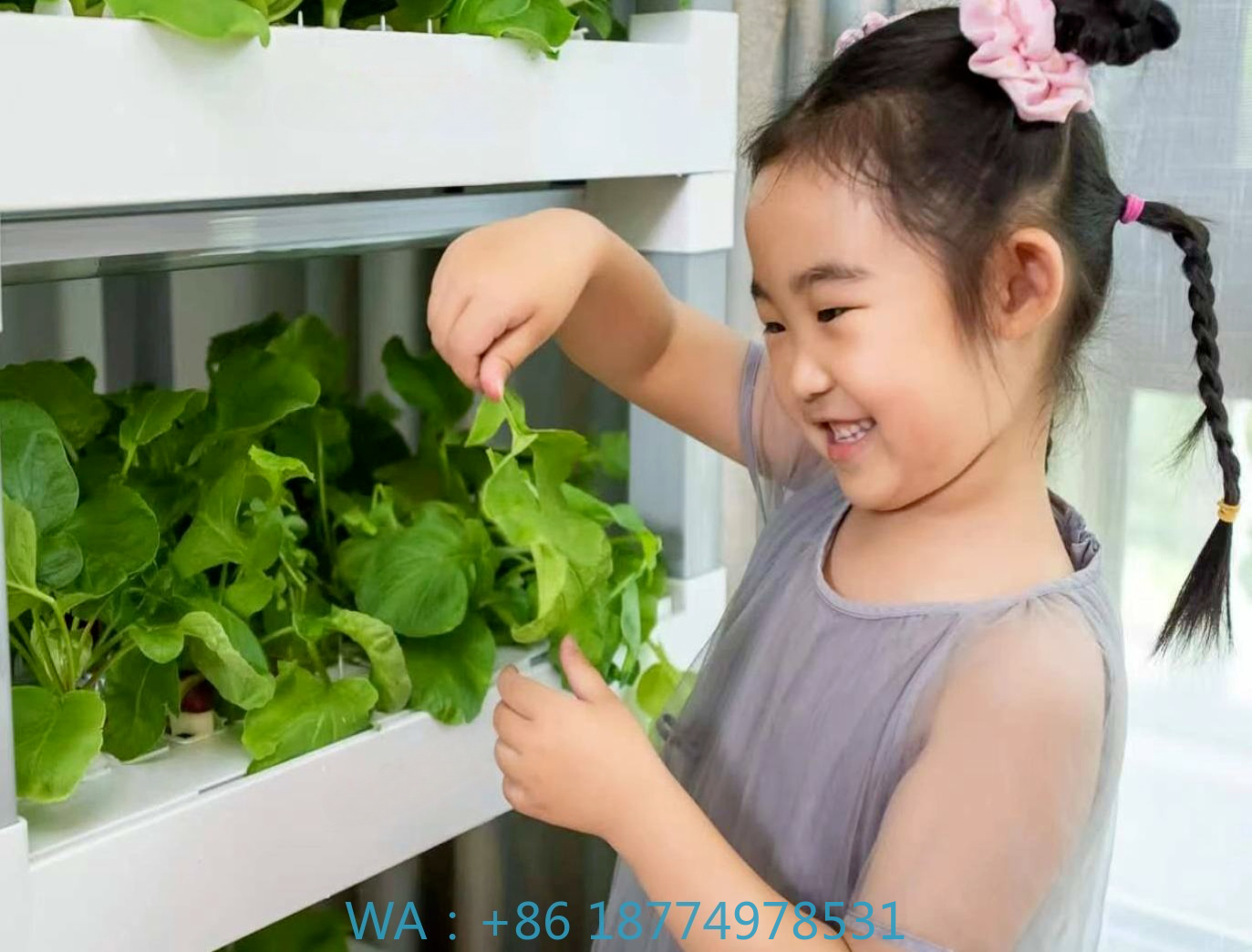 nt China Hydrokultur Grow Box  - Home Automation Systems Diy 리뷰 및 가격